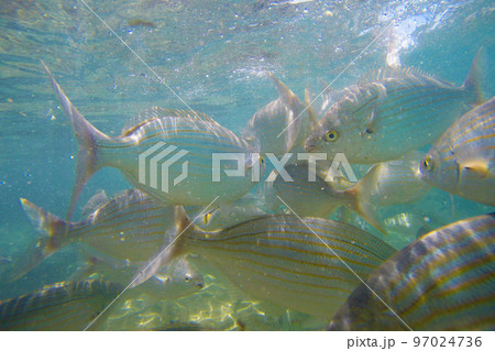 Wild Salema / Sarpa salpa in ocean - Canary Island 97024736
