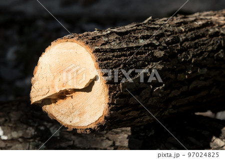 Cut of Cinnamomum camphora tree Cut of Cinnamomum camphora tree 97024825