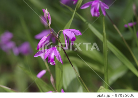 公園に紫色の花が咲いています。この花の名前は紫蘭(シラン)です。 公園に紫色の花が咲いています。この花の名前は紫蘭(シラン)です。 97025036