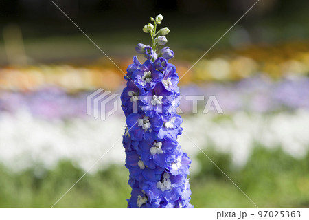 青いデルフィニウムの花が咲いています。学名はDelphiniumです。 97025363