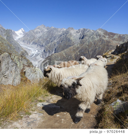 Herd of Valais Blacknose sheep Herd of Valais Blacknose sheep 97026448
