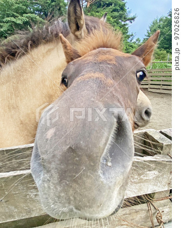 在来馬の子馬のアップ写真 在来馬の子馬のアップ写真 97026826