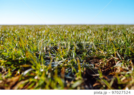 Wheat in the field. Agriculture background. Green field of young wheat in winter. 97027524