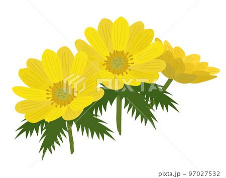 フクジュソウのイラスト 97027532