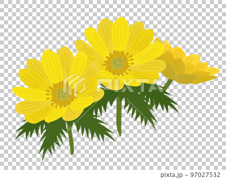 illustration of calendula 97027532