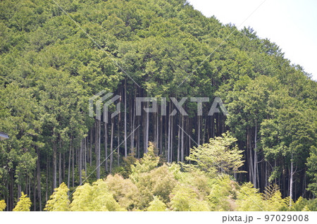 森林断面 97029008