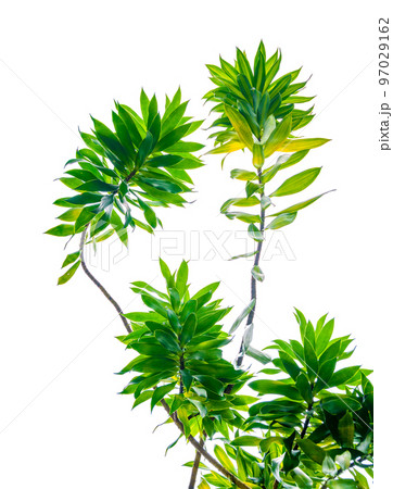 Fragrant Dracaena Tree Dracaena fragrans white background 97029162