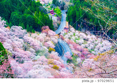 吉野山の千本桜_春（奈良県吉野郡吉野町） 97029651