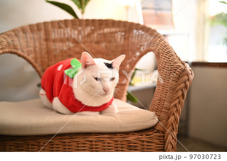 Cat wear red shirt on the chair 97030723