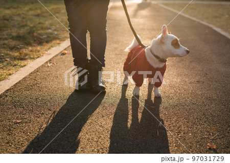 Portrait of cute Jack Russell dog in suit walking in autumn park copy space and empty place for text. Puppy pet is dressed in sweater walks 97031729