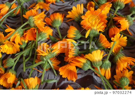 the background is made up of the flowers of yellow orange marigolds of calendula. Collection of seeds of flowers of medicinal herbs of plants. Preparation for planting sowing. Medicine m the background is made up of the flowers of yellow orange marigolds of calendula. Collection of seeds of flowers of medicinal herbs of plants. Preparation for planting sowing. Medicine m 97032274