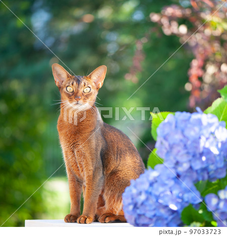 Abyssinian cat, sitting on a terrace with flowers blue hydrangea. High quality advertising stock photo. Pets walking in the summer Abyssinian cat, sitting on a terrace with flowers blue hydrangea. High quality advertising stock photo. Pets walking in the summer 97033723