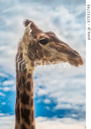 Close-up giraffe head on blue sky background Close-up giraffe head on blue sky background 97033748