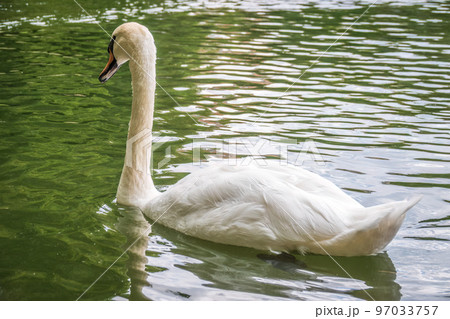 A graceful white swan swimming on a lake with dark water. The white swan is reflected in the water A graceful white swan swimming on a lake with dark water. The white swan is reflected in the water 97033757