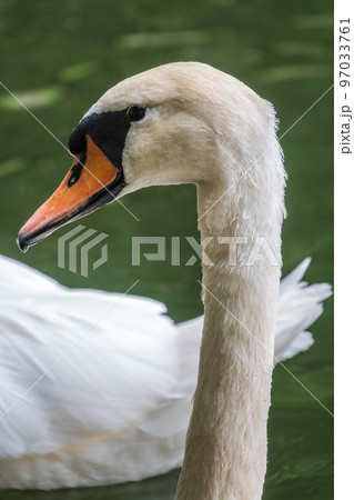 Portrait of a graceful white swan with long neck on dark water background. 97033761