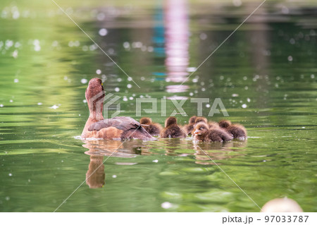 Female Tufted duck swims with her ducklings in green lake 97033787