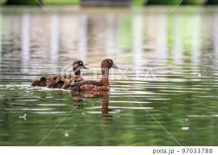 Tufted duck Family swims with their ducklings in green lake water. 97033788