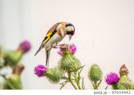 European goldfinch, feeding on the seeds of thistles. Carduelis carduelis. 97034942