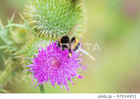 Bumble-bee sitting on wild thistle purple flower 97034951