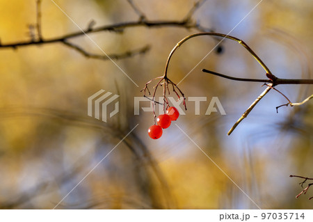 Three red berries on a branch in the autumn forest. Three red berries on a branch in the autumn forest. 97035714