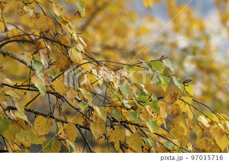 Tree branches with yellow leaves. Autumn motives. 97035716