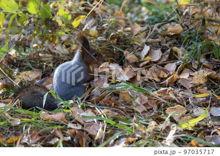 A brown squirrel eats nuts among fallen autumn leaves. 97035717