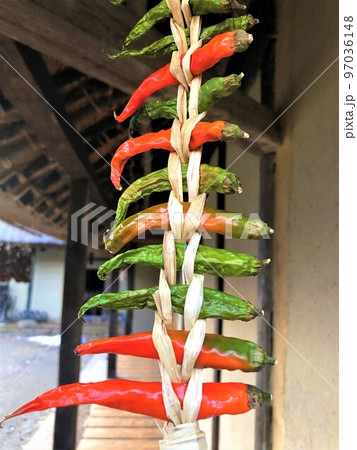 東北の古民家の軒下にさがる稲わらで括った唐辛子 97036148