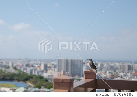 沖縄・浦添大公園展望台で一休みするイソヒヨドリ 97036186