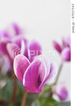 ミニシクラメン 97037547