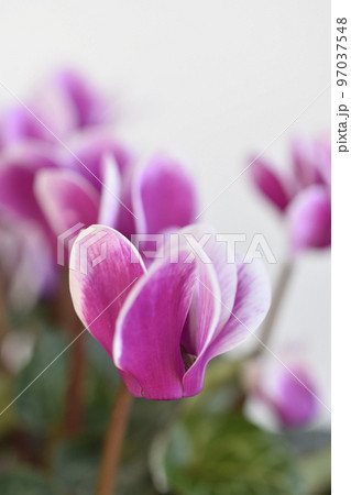 ミニシクラメン 97037548