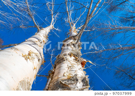 【雪山素材】雪に埋もれたダケカンバ【長野県】 97037999