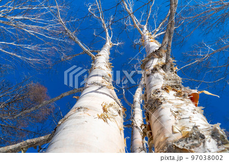 【雪山素材】雪に埋もれたダケカンバ【長野県】 97038002