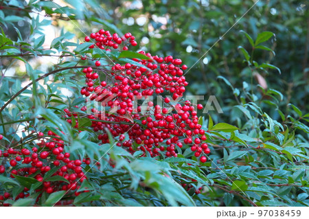 ナンテンの赤い実【緑背景】 ナンテンの赤い実【緑背景】 97038459