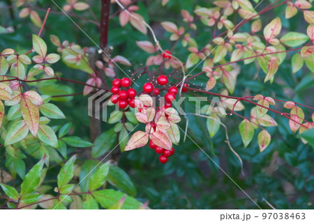 ナンテンの赤い実【緑背景】 ナンテンの赤い実【緑背景】 97038463
