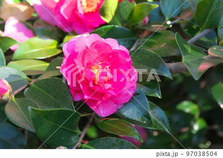 サザンカの桃色花【緑背景】 97038504