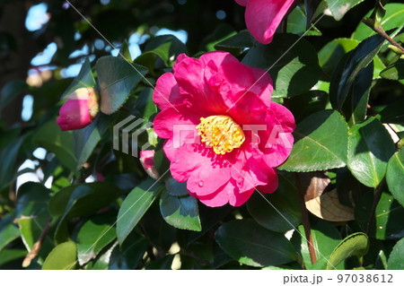 サザンカの桃色花【緑背景】 サザンカの桃色花【緑背景】 97038612
