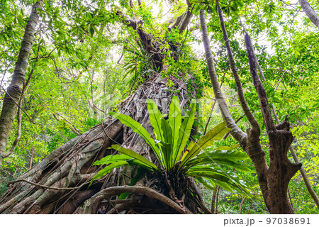 オオタニワタリ　世界自然遺産屋久島(春 97038691