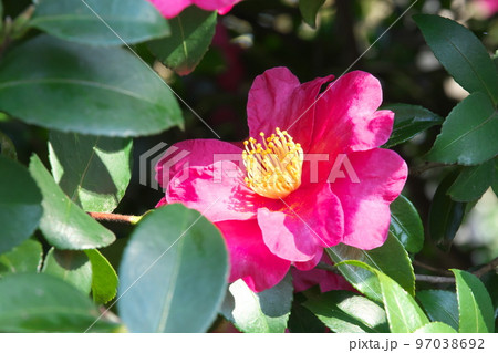 サザンカの桃色花【緑背景】 97038692
