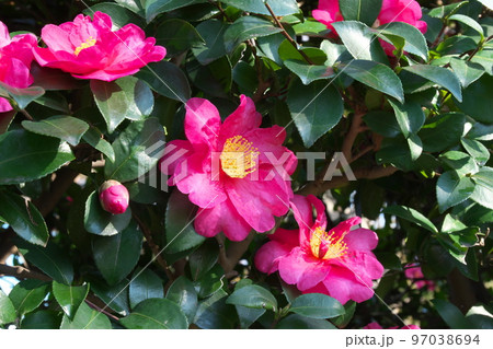 サザンカの桃色花【緑背景】 97038694