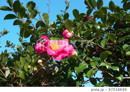 サザンカの桃色花【緑背景】 97038699