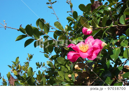 サザンカの桃色花【青空背景】 97038700