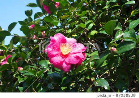 サザンカの桃色花【緑背景】 97038839