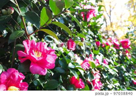 サザンカの桃色花【緑背景】 97038840