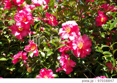 サザンカの桃色花【緑背景】 97038847