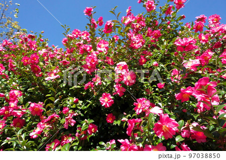 サザンカの桃色花【緑背景】 97038850