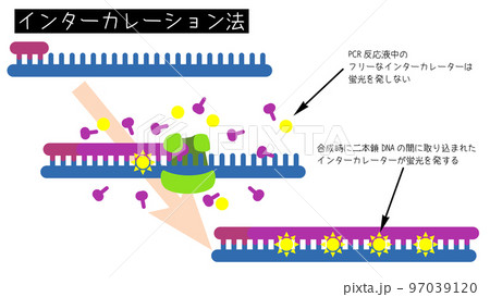 リアルタイムPCRインターカレーター法の概略図 97039120