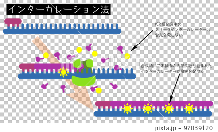 リアルタイムPCRインターカレーター法の概略図 97039120