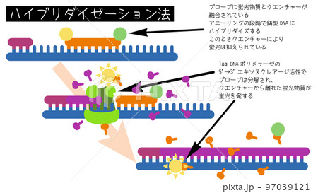 リアルタイムPCRハイブリダイゼーション法の概略図 97039121