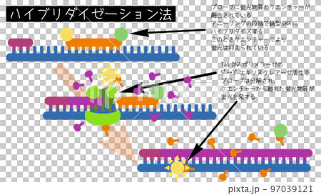 Schematic diagram of the real-time PCR hybridization method 97039121