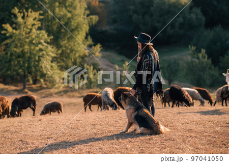 Female shepherd with a dog grazes a flock on the lawn 97041050